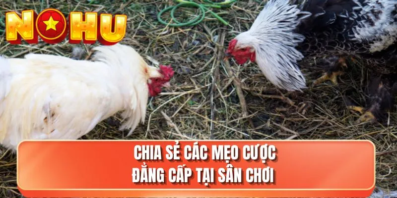 Chia sẻ các mẹo cược đẳng cấp tại sân chơi 